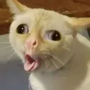 Cough Cat Discord Emoji