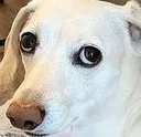 homophobicdog