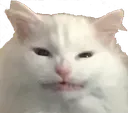 angrycat Discord Emoji