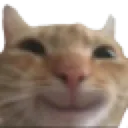 Cathappy cathappy Discord Emoji