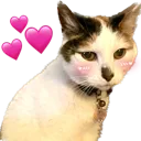 ChloeLove