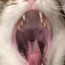 HungryGato