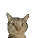 CatLove Discord emoji