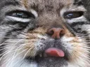 ManuelBlep