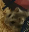 D_Gcoucou