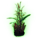 KTPlant