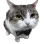 fancycat