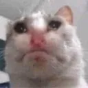 11catsad