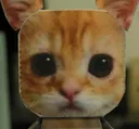 elgatocat