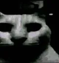 uncatty