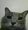 Bruh