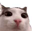 stare