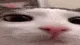 stare2 stare2