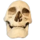 skull