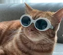 cloutcat