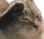 catSalute
