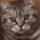 hungrycat
