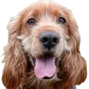 happychoco Discord Emoji