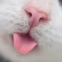00_catslurp Discord Emoji