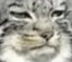 ManuelUnimpressed