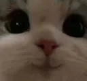 CatHappy