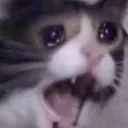 catscreaming