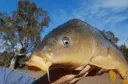 carp