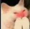 ehe