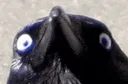 STARE