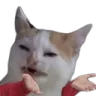 CatConfused