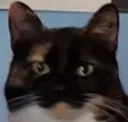OhioCatStare