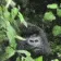 monke
