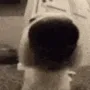 sniffa sniffa