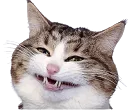 smilecat