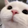 cat_10