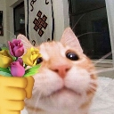 cb_flower_cat Discord emoji