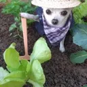 Perro_Monte