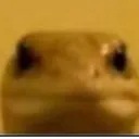lizard
