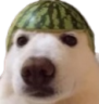 dogmelon Discord emoji