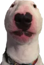 dstare_dog