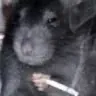 ratSmoke