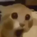 bewildered