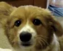 clodog