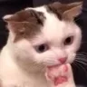 cat_think