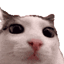 cat_blink Discord emoji