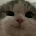D_Bccmonchat