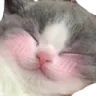 D_Bchatjtm
