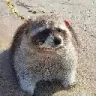fatdog