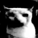 GatoCursed