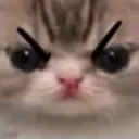 angrycatmad angrycatmad